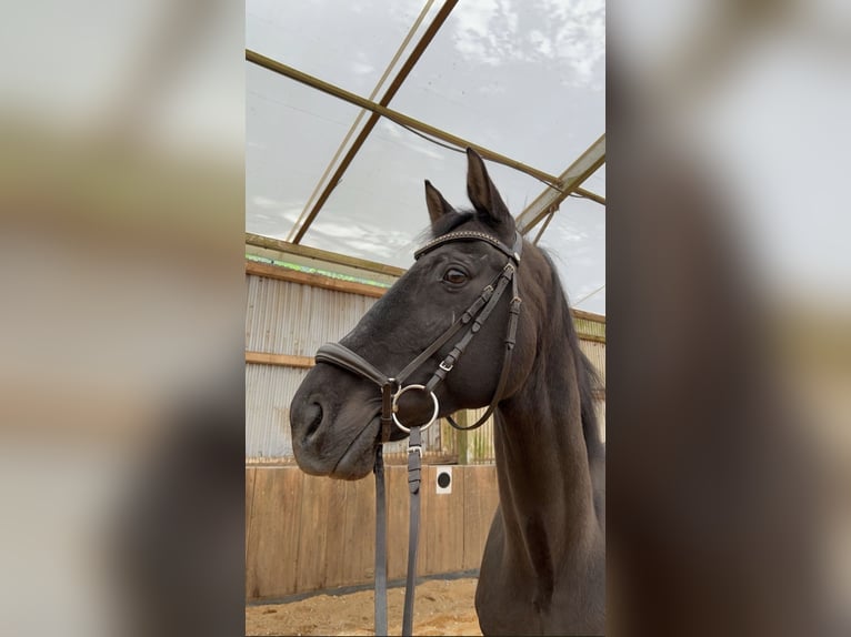 Cheval de sport allemand Hongre 11 Ans 174 cm Noir in Beckingen