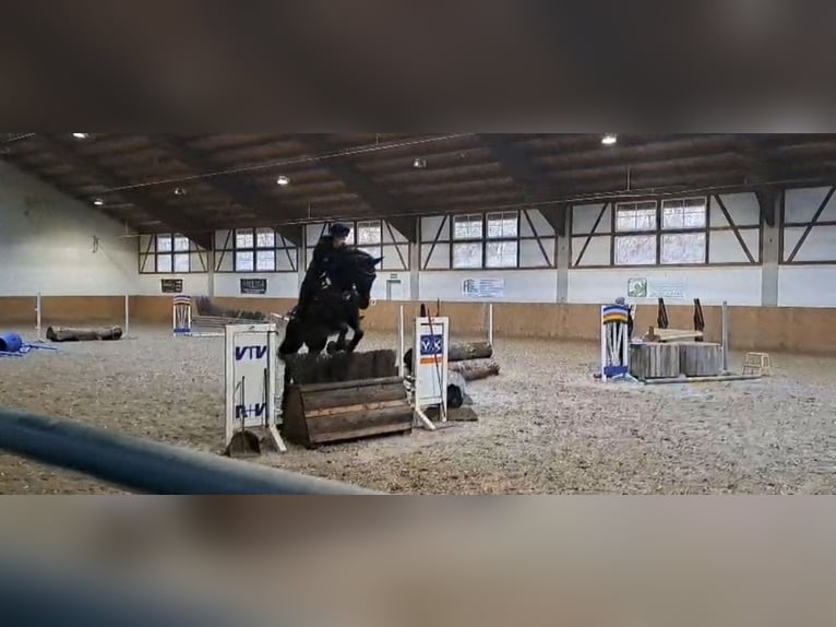 Cheval de sport allemand Hongre 11 Ans 174 cm Noir in Beckingen