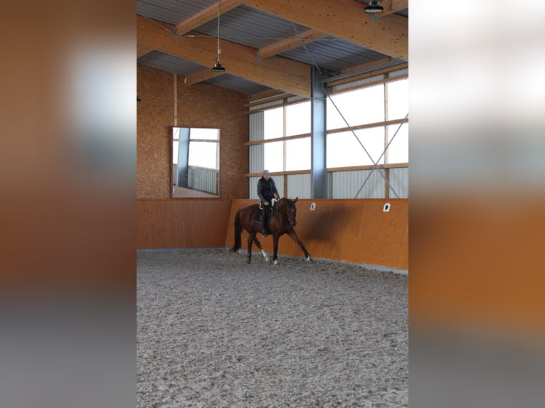 Cheval de sport allemand Hongre 11 Ans 175 cm Alezan brûlé in Kupferzell