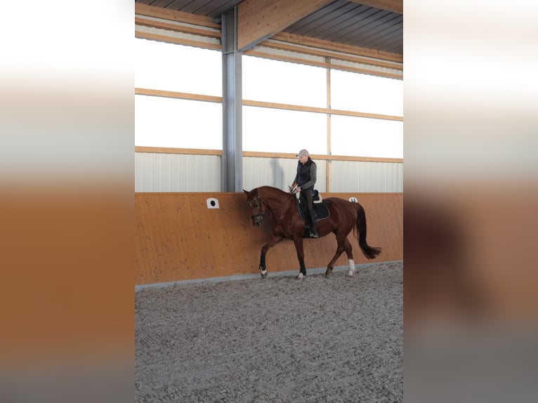 Cheval de sport allemand Hongre 11 Ans 175 cm Alezan brûlé in Kupferzell