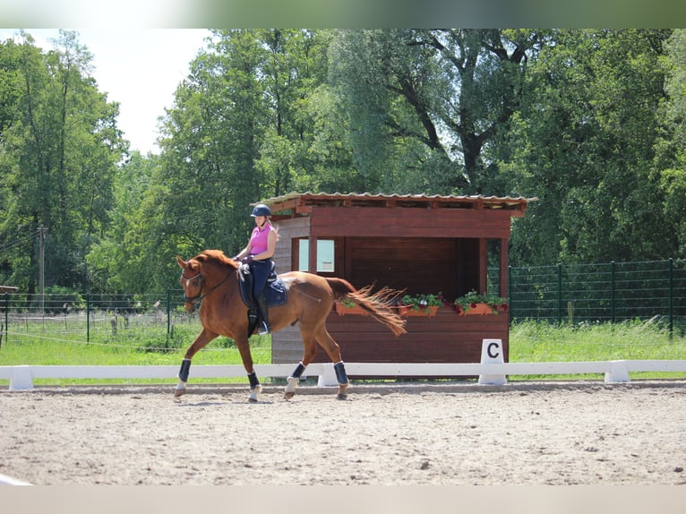 Cheval de sport allemand Hongre 11 Ans 175 cm Alezan in Sch&#xF6;nwalde