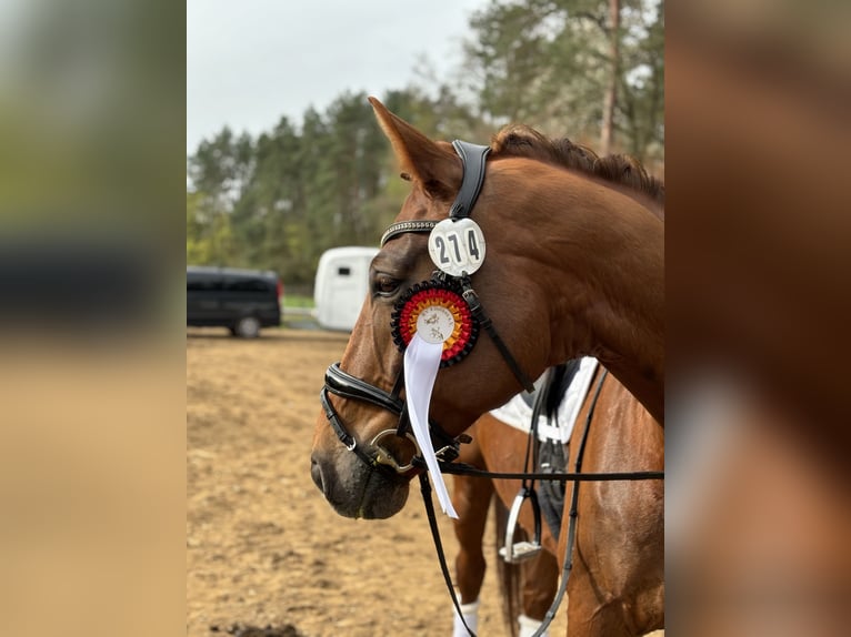 Cheval de sport allemand Hongre 11 Ans 175 cm Alezan in Sch&#xF6;nwalde