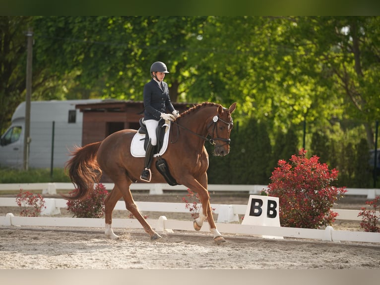 Cheval de sport allemand Hongre 11 Ans 175 cm Alezan in Sch&#xF6;nwalde
