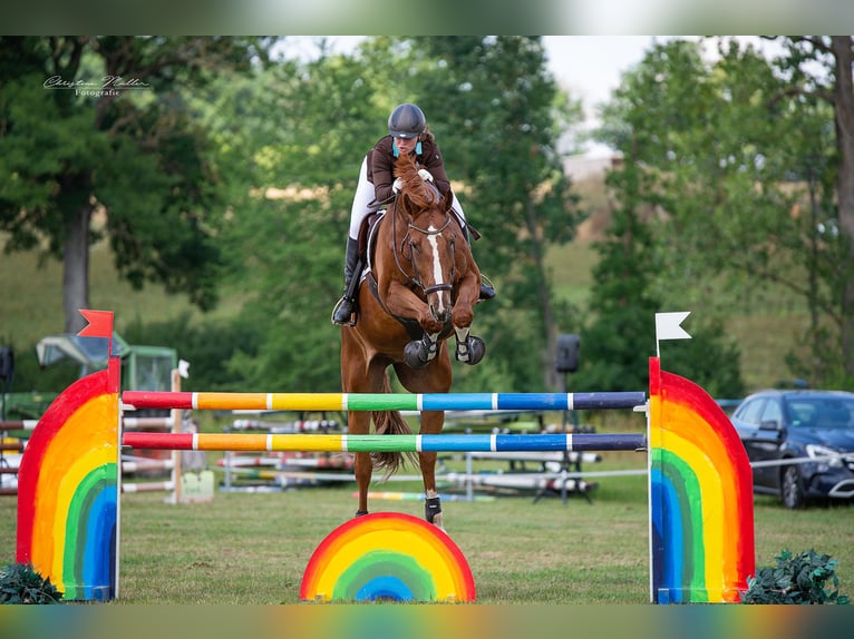 Cheval de sport allemand Hongre 11 Ans 175 cm Alezan in Burgthann