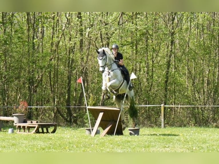 Cheval de sport allemand Hongre 11 Ans 175 cm Gris in Lindau (Bodensee)