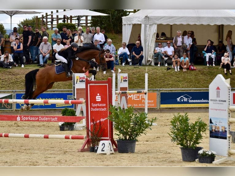 Cheval de sport allemand Hongre 11 Ans 176 cm Bai in Winsen (Aller)