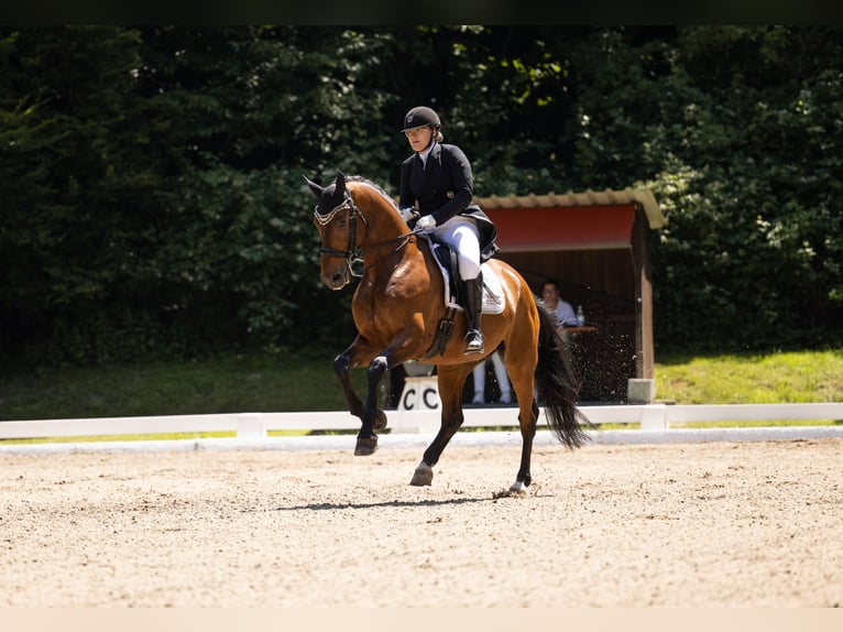 Cheval de sport allemand Hongre 11 Ans 178 cm Bai in Willstätt