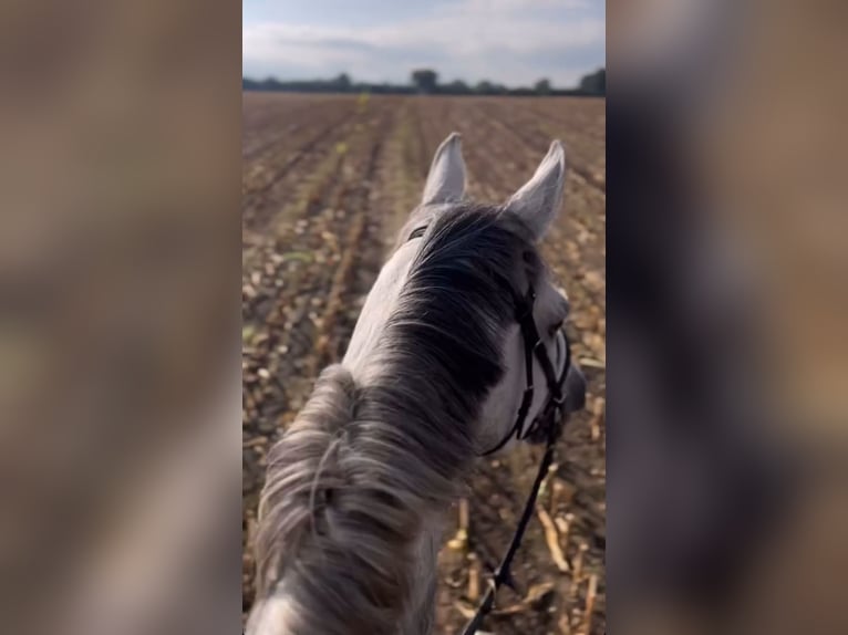 Cheval de sport allemand Hongre 11 Ans 182 cm Gris pommelé in MisselwardenDorum