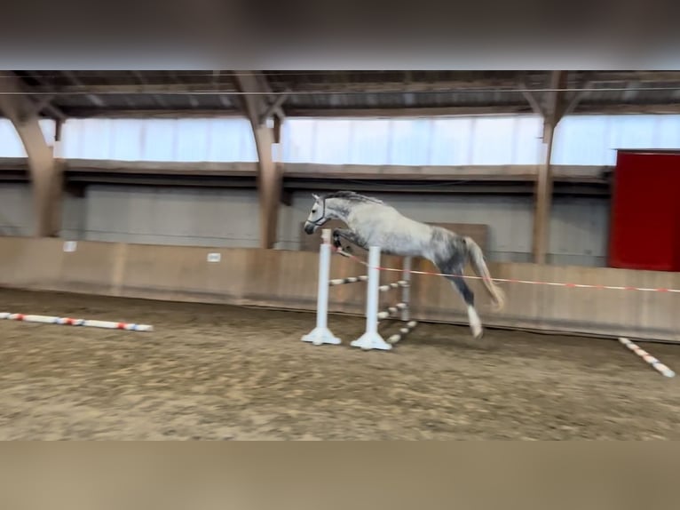 Cheval de sport allemand Hongre 11 Ans 182 cm Gris pommelé in MisselwardenDorum