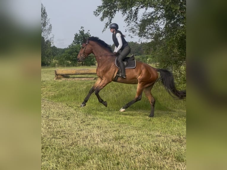Cheval de sport allemand Hongre 11 Ans 185 cm Bai in Bad Staffelstein
