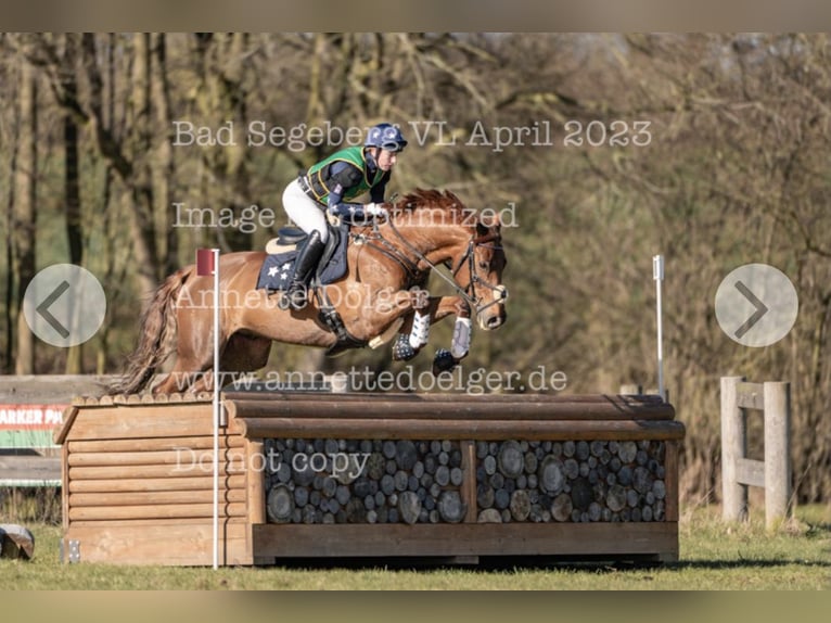 Cheval de sport allemand Hongre 12 Ans 165 cm Alezan in L&#xFC;beck
