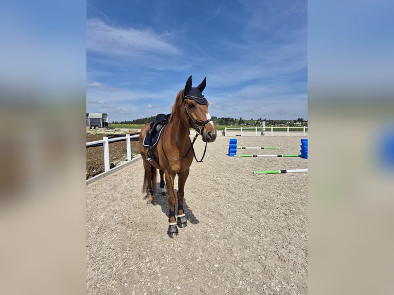 Cheval de sport allemand Hongre 12 Ans 165 cm Alezan in Tuningen