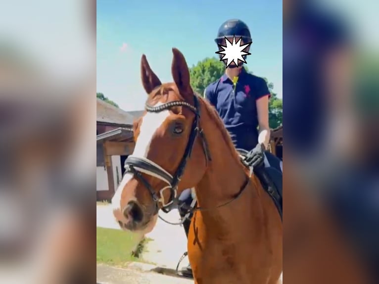 Cheval de sport allemand Hongre 12 Ans 165 cm Alezan in Bayerbach