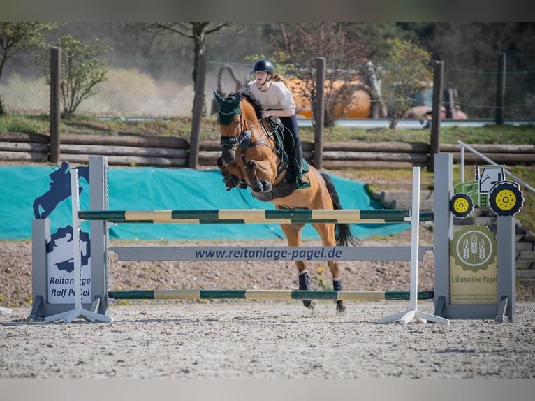 Cheval de sport allemand Hongre 12 Ans 167 cm Bai in Lienen