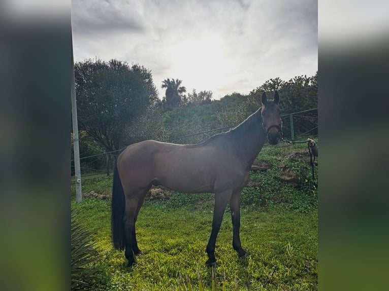 Cheval de sport allemand Hongre 12 Ans 167 cm  in GROTE-BROGEL