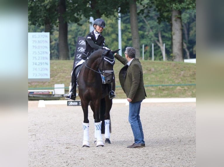 Cheval de sport allemand Hongre 12 Ans 167 cm Noir in Würzburg