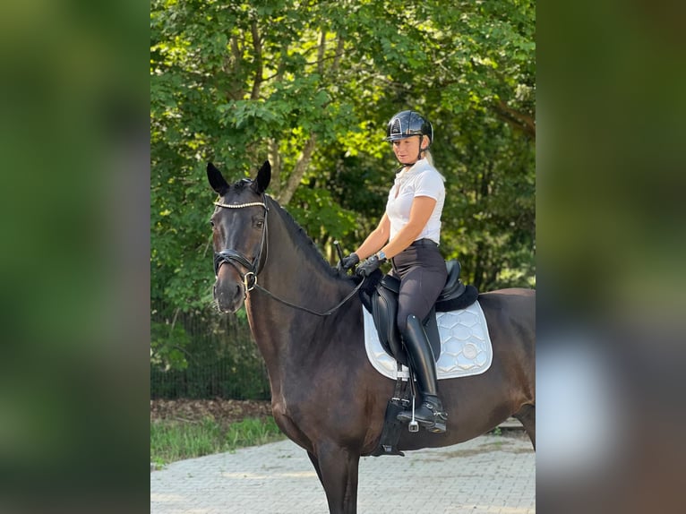 Cheval de sport allemand Hongre 12 Ans 168 cm Bai brun in Boock