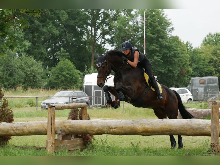 Cheval de sport allemand Hongre 12 Ans 168 cm Bai brun in Aislingen