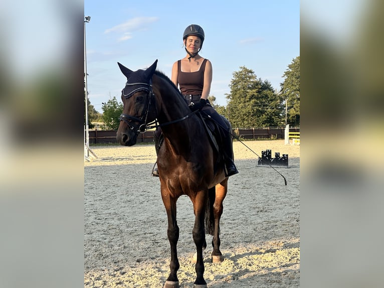 Cheval de sport allemand Hongre 12 Ans 168 cm Bai brun in Leipzig