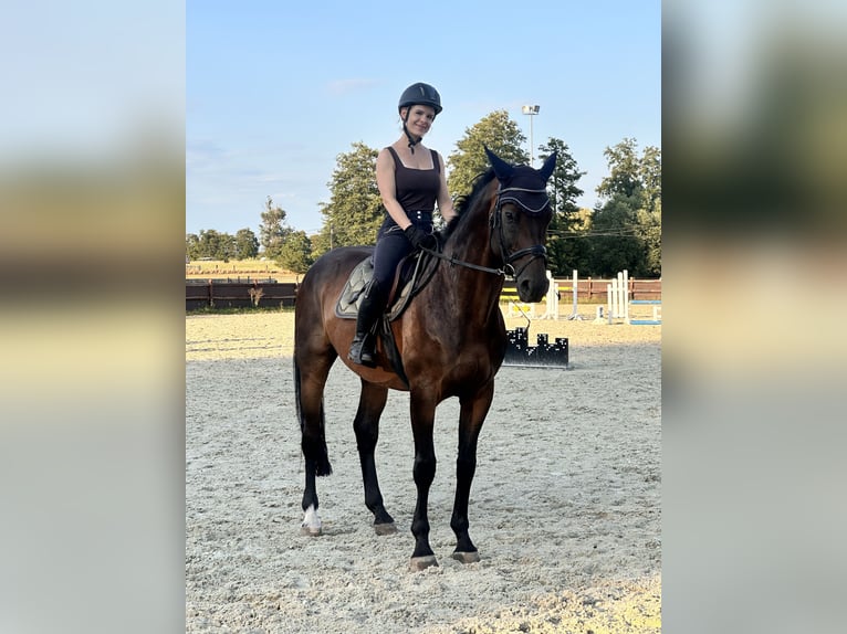 Cheval de sport allemand Hongre 12 Ans 168 cm Bai brun in Leipzig