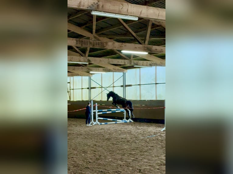 Cheval de sport allemand Hongre 12 Ans 168 cm Bai in Brilon