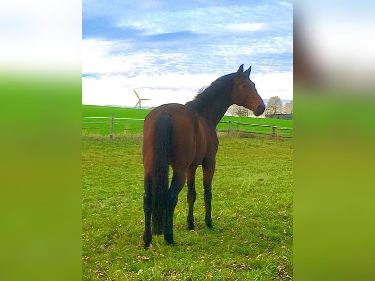 Cheval de sport allemand Hongre 12 Ans 168 cm Bai in Brilon