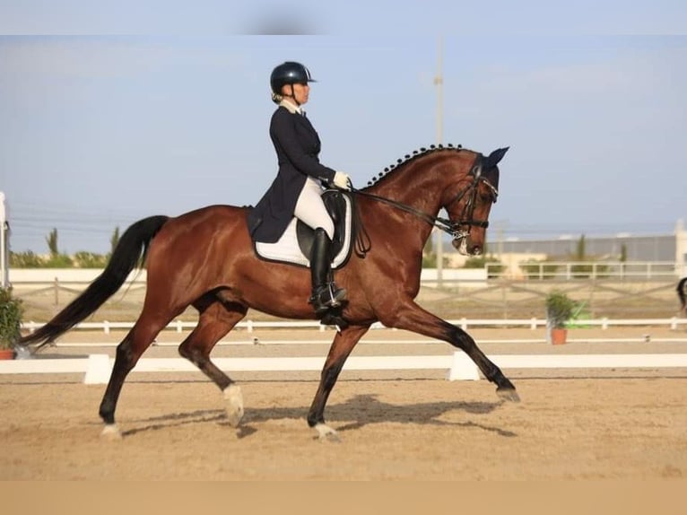 Cheval de sport allemand Hongre 12 Ans 168 cm Bai in Mallorca