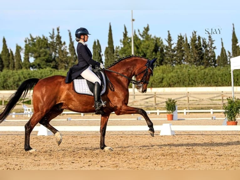 Cheval de sport allemand Hongre 12 Ans 168 cm Bai in Mallorca