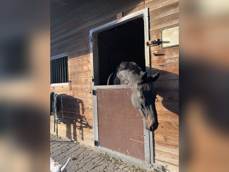 Cheval de sport allemand Hongre 12 Ans 170 cm Bai brun foncé in Gräfelfing