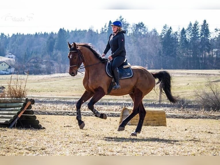 Cheval de sport allemand Hongre 12 Ans 170 cm Bai in Laurenzberger