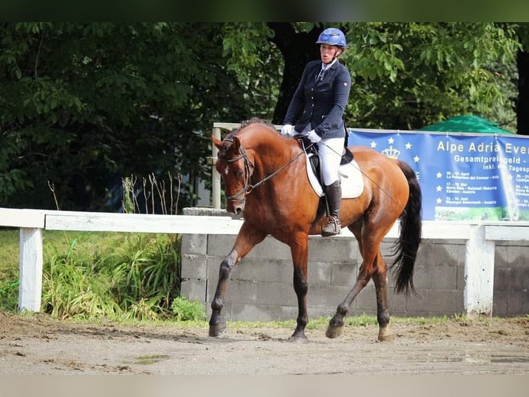 Cheval de sport allemand Hongre 12 Ans 170 cm Bai in Laurenzberger