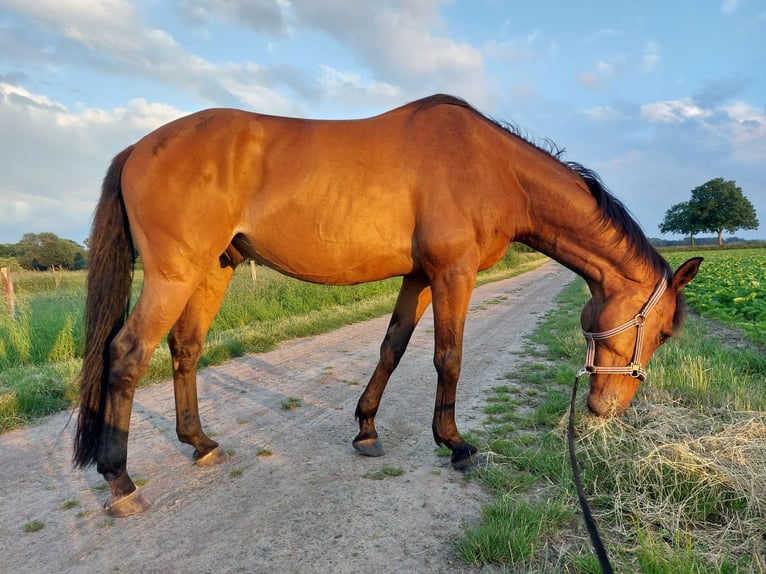 Cheval de sport allemand Hongre 12 Ans 170 cm Bai in Vechelde