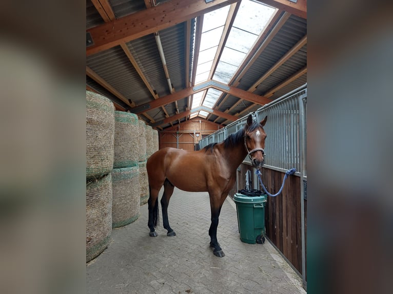 Cheval de sport allemand Hongre 12 Ans 170 cm Bai in Vechelde