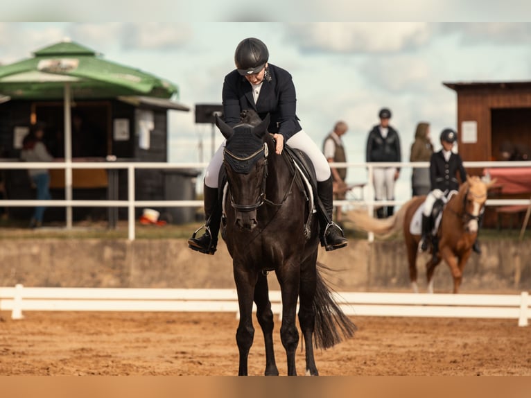 Cheval de sport allemand Hongre 12 Ans 170 cm Noir in Leubsdorf