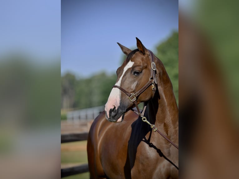 Cheval de sport allemand Hongre 12 Ans 172 cm Alezan brûlé in Fraunberg