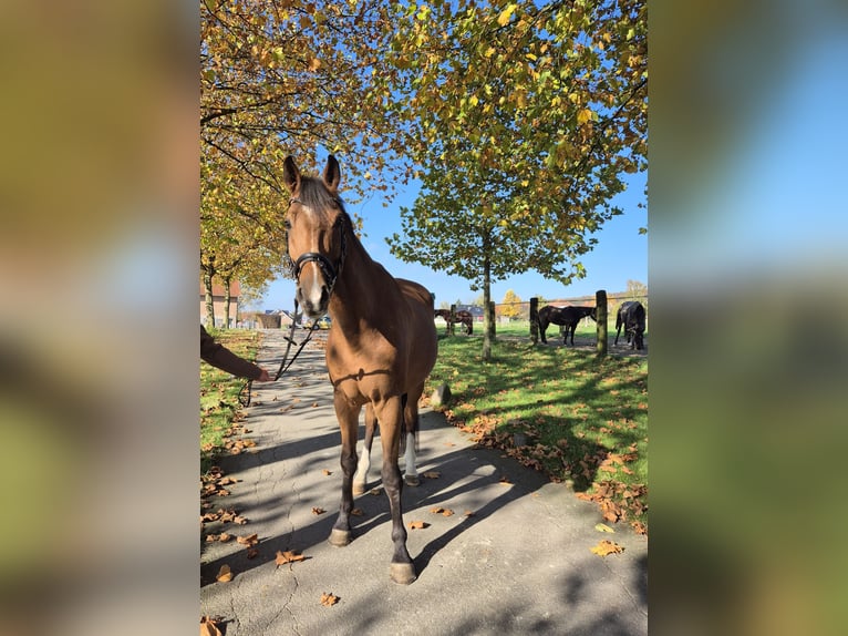 Cheval de sport allemand Hongre 12 Ans 173 cm Bai in Bad Iburg