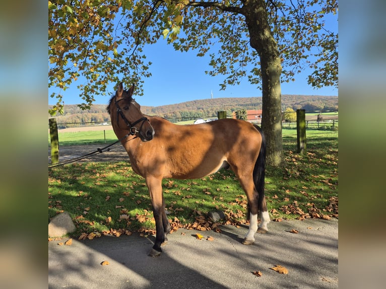 Cheval de sport allemand Hongre 12 Ans 173 cm Bai in Bad Iburg