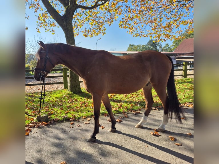 Cheval de sport allemand Hongre 12 Ans 173 cm Bai in Bad Iburg