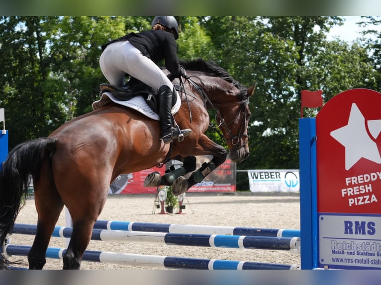 Cheval de sport allemand Hongre 12 Ans 173 cm Bai in Ostrau
