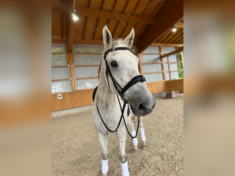 Cheval de sport allemand Hongre 12 Ans 173 cm Gris in Aying