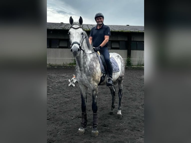 Cheval de sport allemand Hongre 12 Ans 173 cm Gris pommelé in Nersingen