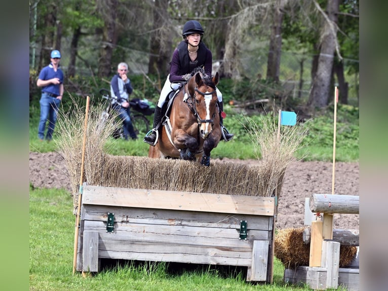 Cheval de sport allemand Hongre 12 Ans 175 cm Bai in Burggen