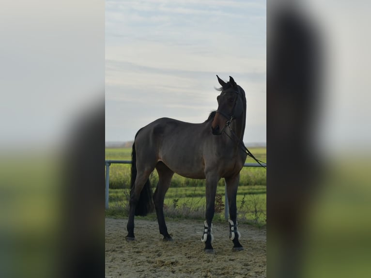 Cheval de sport allemand Hongre 12 Ans 175 cm Bai in Geilenkirchen