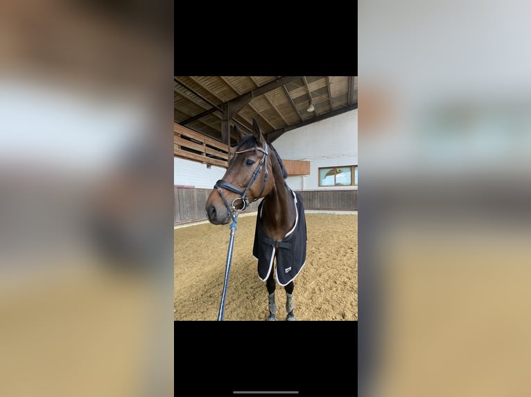 Cheval de sport allemand Hongre 12 Ans 176 cm Bai in Dettighofen