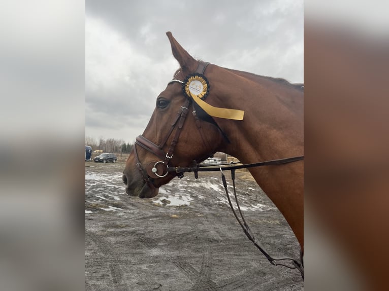 Cheval de sport allemand Hongre 12 Ans 178 cm Alezan in Kraków