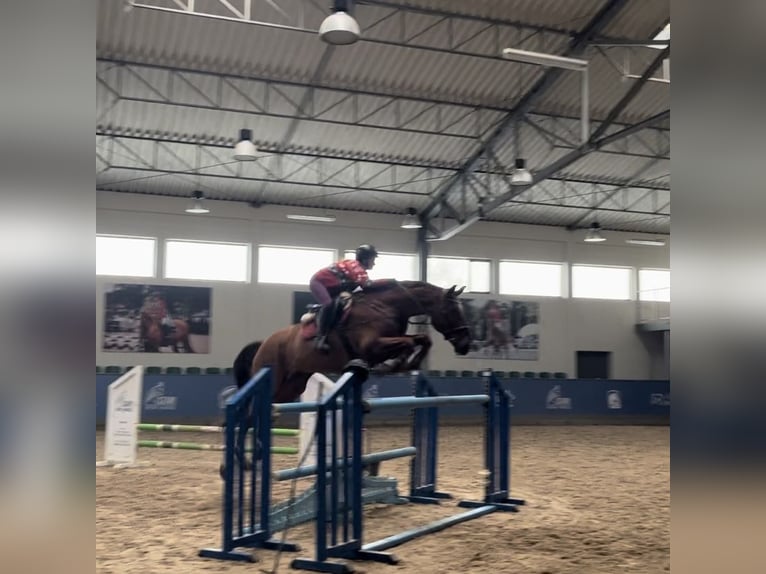 Cheval de sport allemand Hongre 12 Ans 178 cm Alezan in Kraków