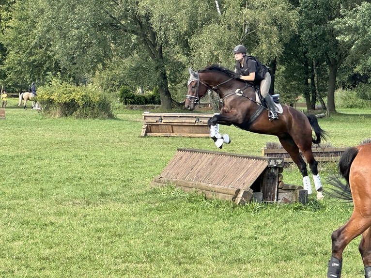 Cheval de sport allemand Hongre 12 Ans 178 cm in Kamp-Lintfort