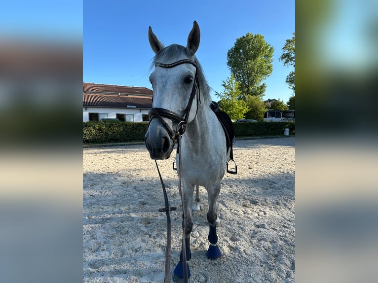Cheval de sport allemand Hongre 12 Ans 179 cm Gris in Herzogenaurach