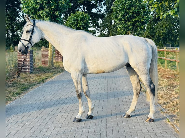 Cheval de sport allemand Hongre 12 Ans 180 cm Gris in Kaulille