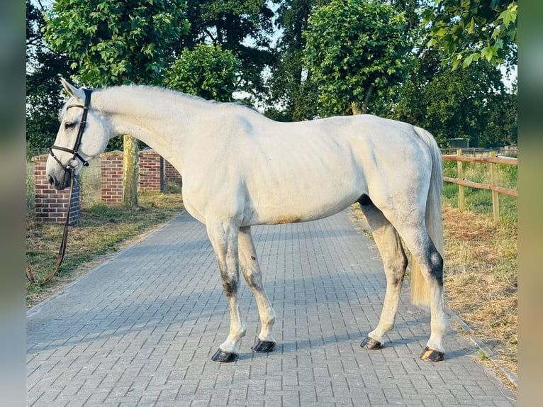 Cheval de sport allemand Hongre 12 Ans 180 cm Gris in Kaulille